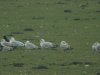 Caspian Gull at Hole Haven Creek (Steve Arlow) (122191 bytes)